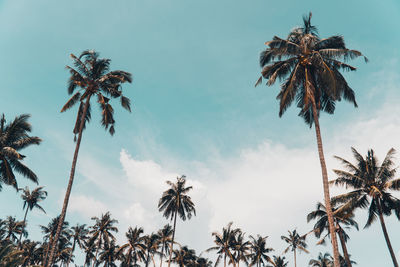 Low angle view of coconut palm trees against sky