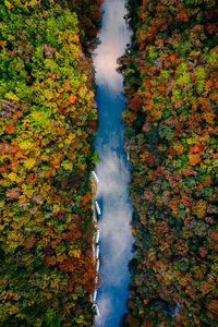 Scenic view of forest during autumn