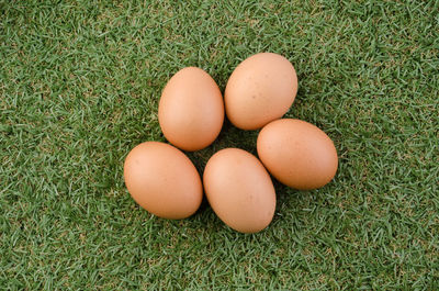 High angle view of eggs on field