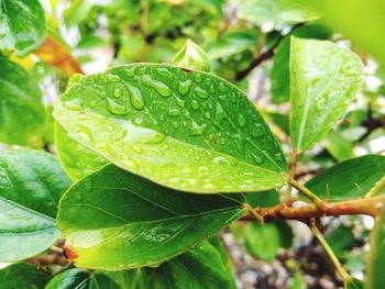 Close-up of wet green plant