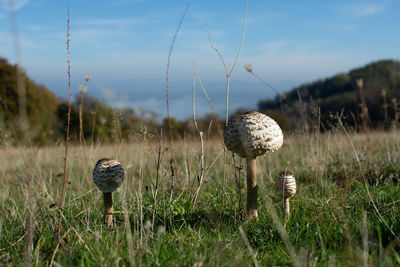 Close-up of mushroom growing on field against sky