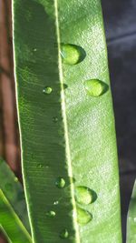 Close-up of green leaf