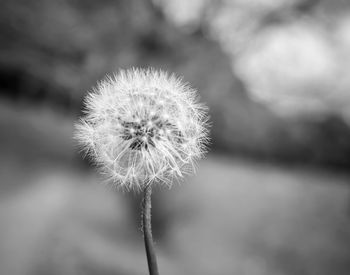 Close-up of dandelion against blurred background