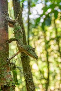 Close-up of lizard on tree