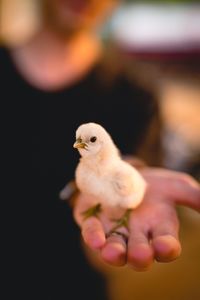 Close-up of person holding bird