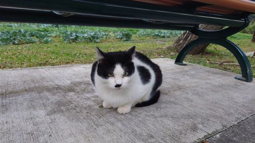 Portrait of cat sitting on table