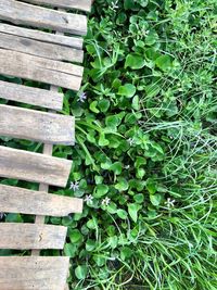 Close-up of bench in park