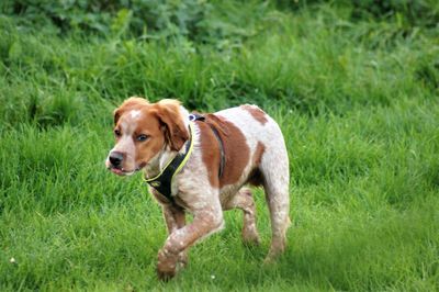 Portrait of dog running in grassy field