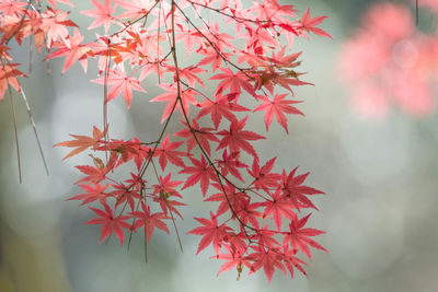 Close-up of red maple leaves on tree