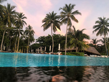 Palm trees by swimming pool against sky