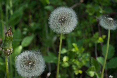 Close-up of dandelion