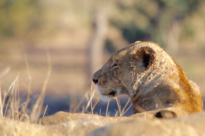 Side view of a lion on field