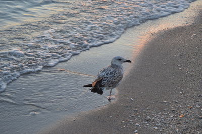 High angle view of seagull on beach