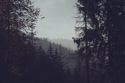 Silhouette trees in forest against sky