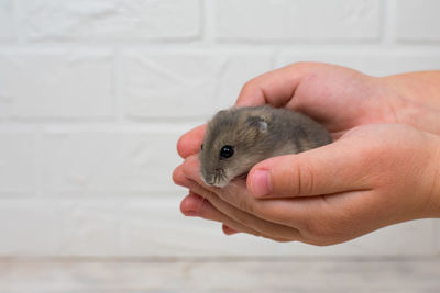 Small dzungarian hamster in the arms of children. place for an inscription.