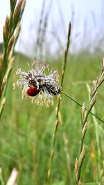 Close-up of insect on flower