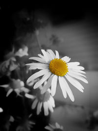 Close-up of white daisy blooming outdoors