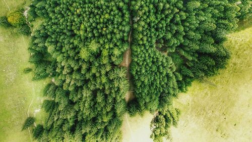 Directly above aerial shot of trees on landscape