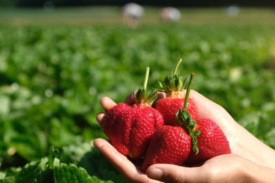 Midsection of person holding strawberry