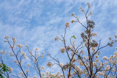 Low angle view of flowering tree against sky