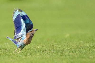 Close-up of bird on field