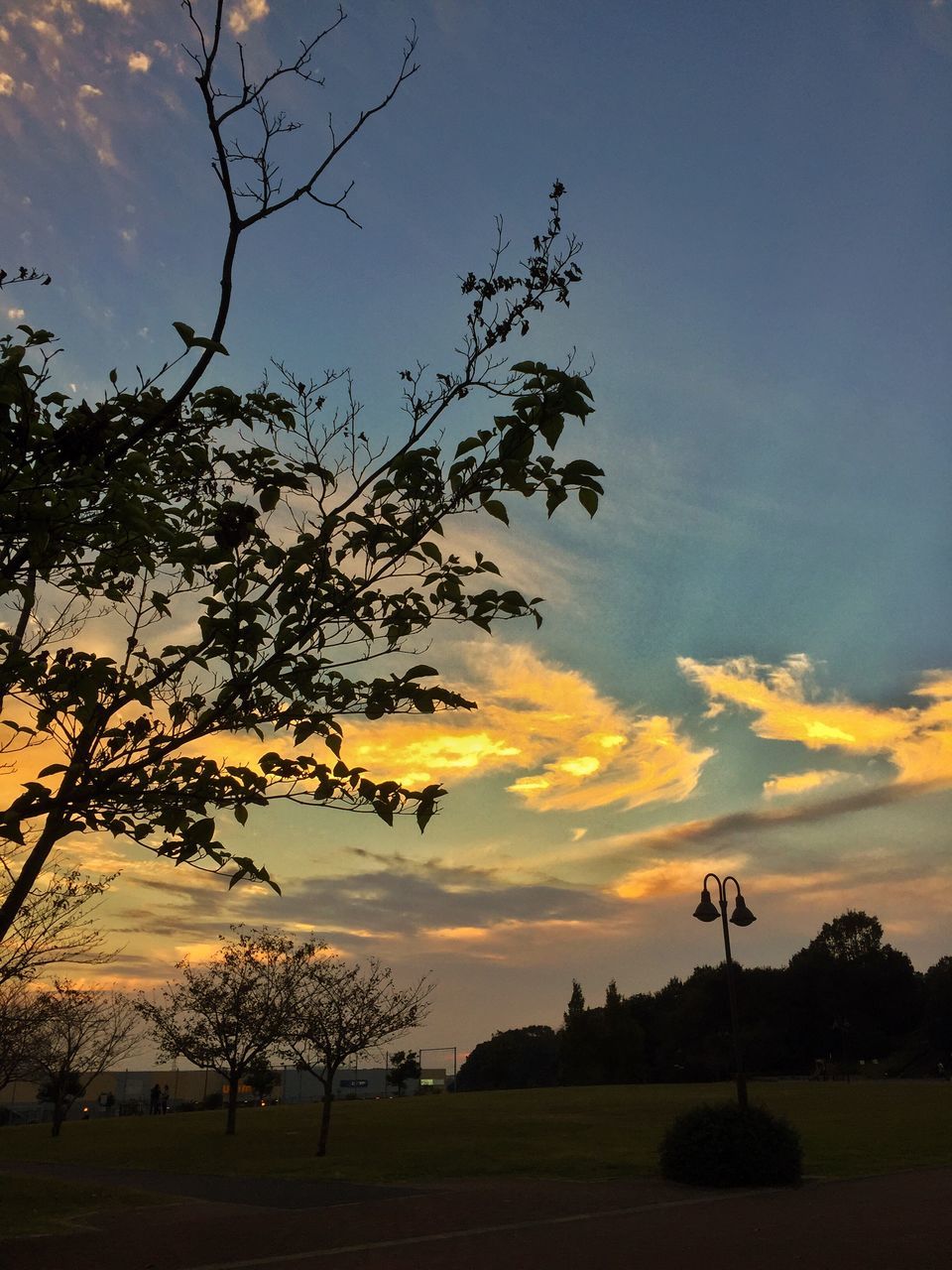 sunset, tree, sky, tranquility, tranquil scene, landscape, silhouette, field, beauty in nature, scenics, nature, branch, cloud - sky, bare tree, idyllic, orange color, cloud, growth, outdoors, no people