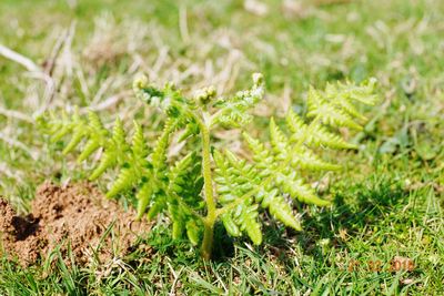 Close-up of plant growing in field