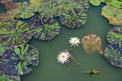 High angle view of flowering plants floating on water