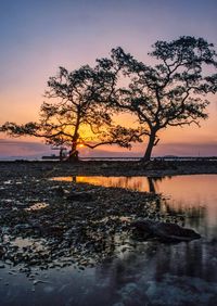 Silhouette tree on beach against sky during sunset