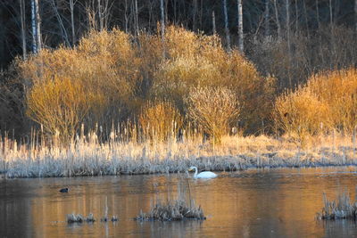 Ducks in a lake