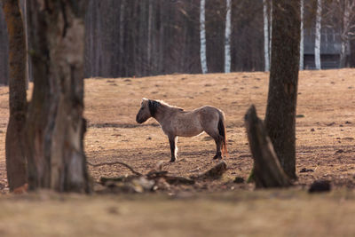 Graceful freedom. majestic wild horses roaming in early spring in northern europe