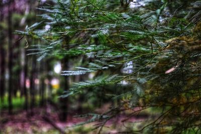 Close-up of pine tree in forest