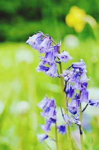 Close-up of purple flowering plant on field