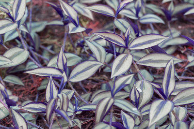 Full frame shot of plants and leaves on field