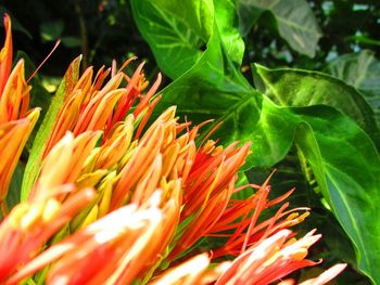 Close-up of red flowers