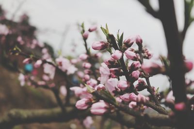 Close-up of pink flowers on tree