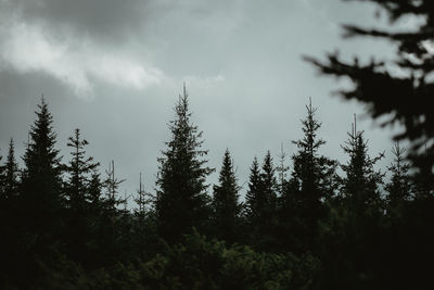 Low angle view of pine trees against sky