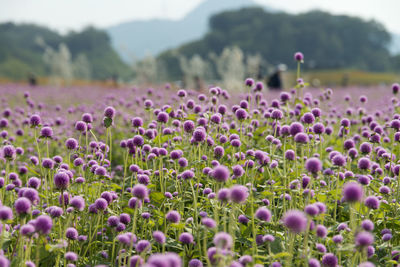 Close-up of purple poppy flowers growing in field