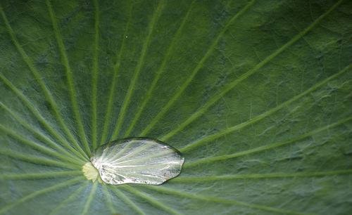 Close-up of leaf