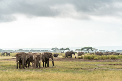 Elephants on field against sky