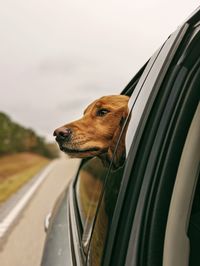 Dog in car