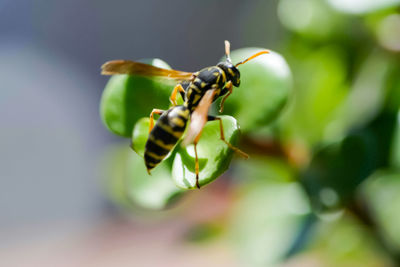 Close-up of insect on plant