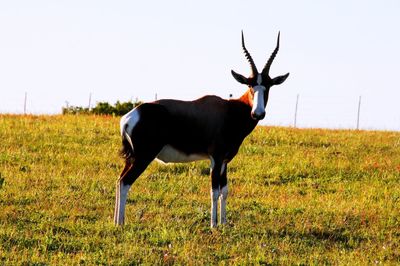 Horse standing on field against clear sky