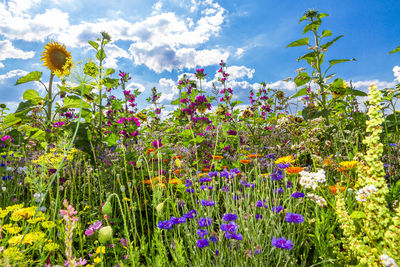 Fresh purple flowering plants in field against sky