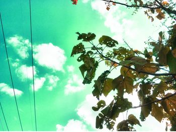Low angle view of tree against sky