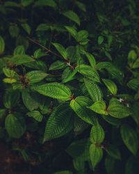 High angle view of green leaves on plant