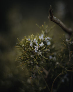 Close-up of flowering plant on field