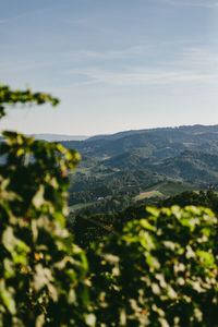 Close-up of flowering plants on mountain against sky