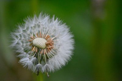 Close-up of dandelion