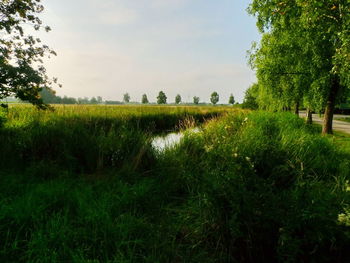 Scenic view of grassy field against sky